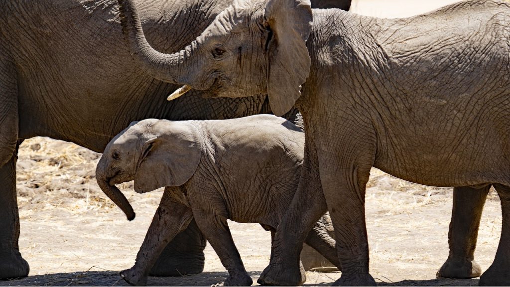 Circos sin animales: La tecnología animatrónica como alternativa