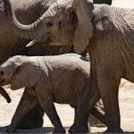 Circos sin animales: La tecnología animatrónica como alternativa