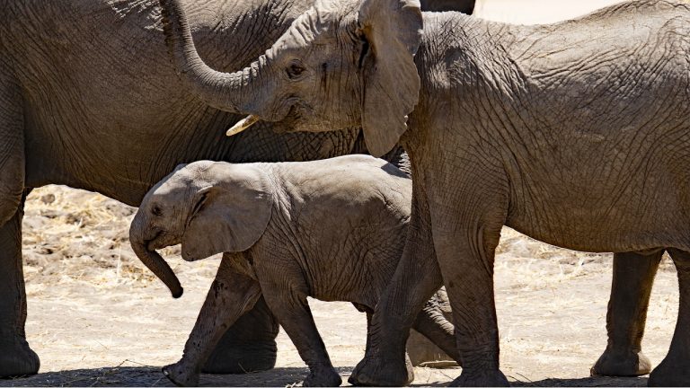 Circos sin animales: La tecnología animatrónica como alternativa